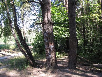 На большой поляне.jpg