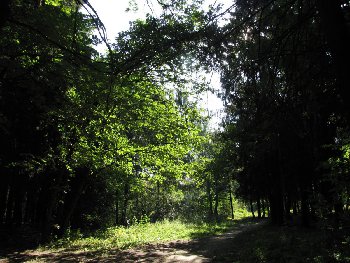 В глубь от Бородино.jpg