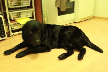 лабрадор найден в Дубровицах 4 августа1 — копия.jpg