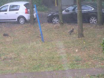 Котэ спасается