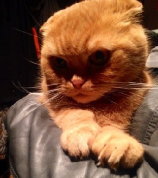 кот пропал на Южном 9 августа.jpg