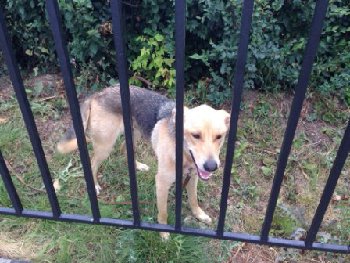 истощенная собака на территории Дворца Молодежи 9 августа.jpg