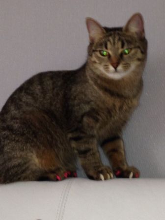 кошка Найк пропала на Южном 11 августа.jpg