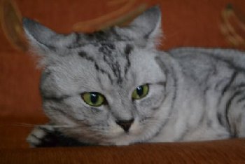 кошка пропала на Доллежалая 11 августа.jpg