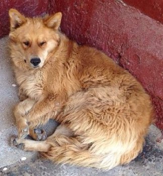 собака в подъезде.jpg