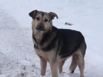 14 августа сбежала из Беланты собака — копия.jpg