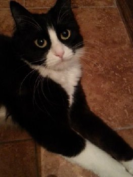 16 агуста на Доллежалая выпала кошка из окна.jpg