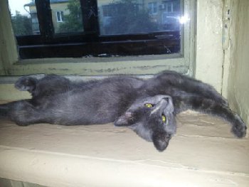 16 августа на Пионерской выпала кошка из окна.jpg