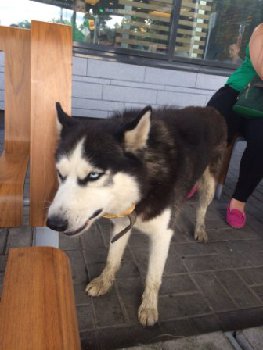 16 августа хаски Чехов.jpg