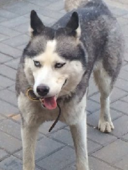 16 августа хаски Чехов2.jpg