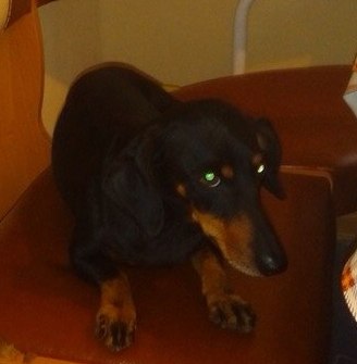 14 августа найдена такса со щенками — копия.jpg