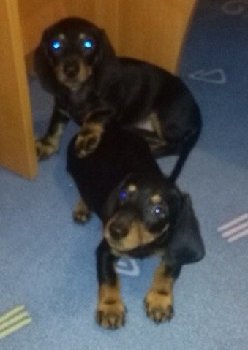 14 августа найдена такса со щенкамии — копия.jpg