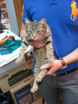 19 августа кот пришел в Фотостил на Рабочую 42 — копия.jpg