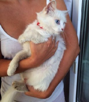 19 августа найдена кошка на Зеленовской — копия.jpg