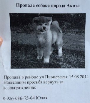 15 августа пропала акита — копия.jpg