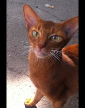 p-3Fo53hZPQ — копия.jpg