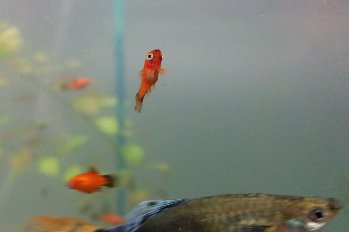 Вот такие пецилии