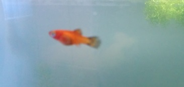 Вот такие пецилии