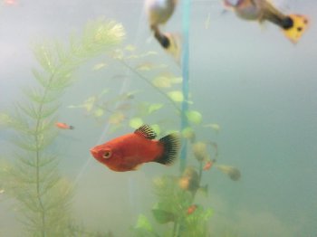 Это взрослый самец пецилии (как пример)