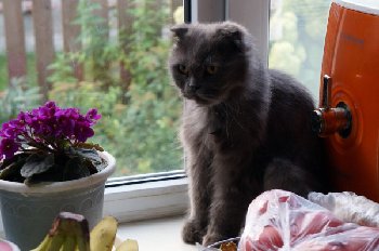 F1gFddpzbzo (Custom).jpg