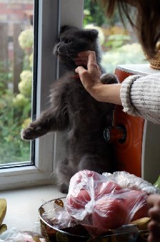 nS2cRo6wdK4 (Custom).jpg