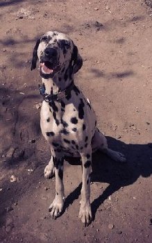 27 августа далматин Кася на Силикатной пропал — копия.jpg