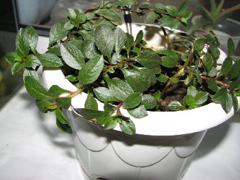 сушняк 004.jpg