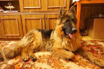 31 августа найдена овчарка кобель — копия.jpg