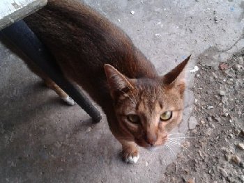 25 августа кошка — копия.jpg