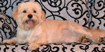 3 СЕНТЯБРЯ НАЙДЕН ПЕСИК В кУЗНЕЧИКАХ — копия.jpg