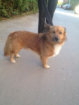 6 сентября песик из Кутузово.jpg