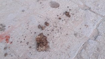 DSC_0780.JPG