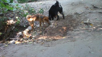 охота на крота