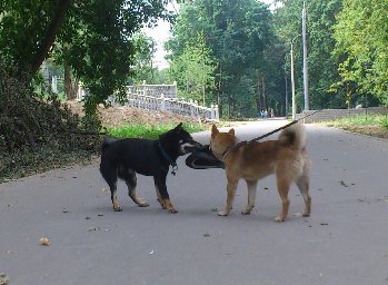 делим потерянную кем- то шляпу
