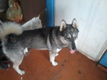 1 сентября найден кобель хаски — копия.jpg