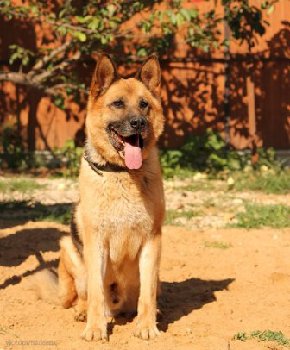 31 июля найдена овчарка — копия.jpg