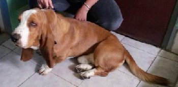 8 сентября бассет.jpg