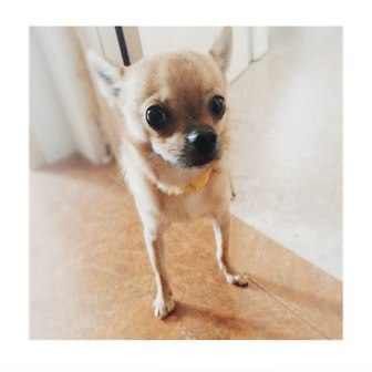 9 сентября чих на Ленинградской найден — копия.jpg