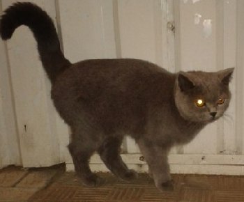 9 сенятября найдена британка на Юбилейной — копия.jpg