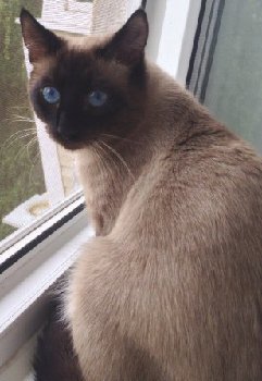 8 сентября пропал сиам на Северном — копия.jpg