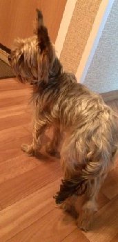 11 сентября йорк в Парковом — копия.jpg