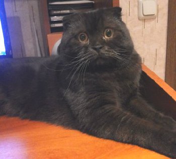 13 сентября вислоухий стадион Труд — копия.jpg