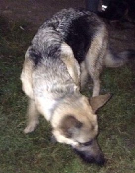 14 сентября немка 3 микрорайон2 — копия.jpg