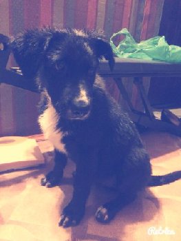 15 сентября щен на ул Парковая — копия.jpg