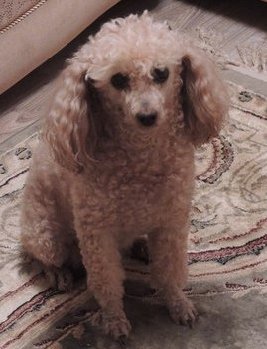 17 сентября пропал пудель в Кутузово — копия.jpg