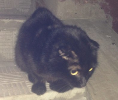 19 сентября вислоушка найдена1 — копия.jpg