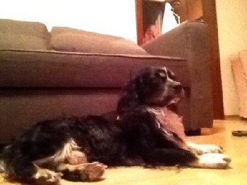 20 сентября кокер на Пахринском проезде найден — копия.jpg