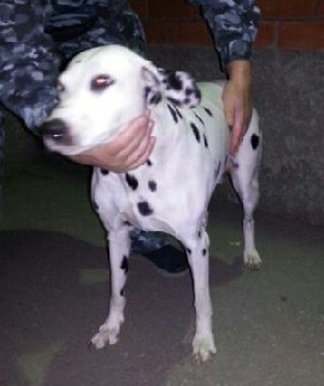 20 сентября найдена далматинка в Кутузово — копия.jpg