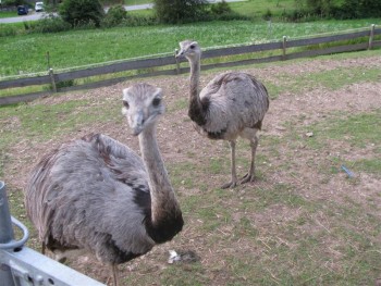 Милые страусята