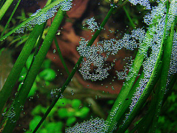 мальки жемчужных гурами в общем аквариуме